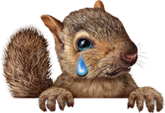 Squirrel Crying
