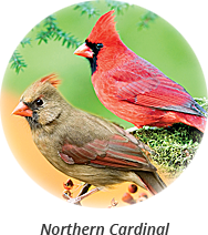 northern-cardinal
