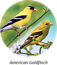 american-goldfinch