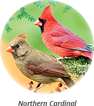 northern-cardinal