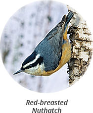 red-breasted-nuthatch