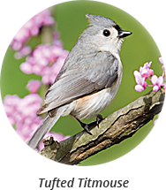 tufted-titmouse