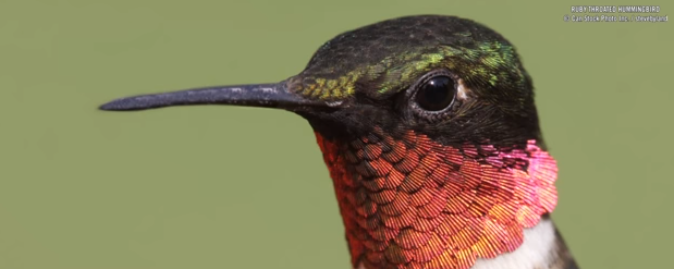 BBN 138 – Oregon and Dr. Bird on Hummingbirds Part 2