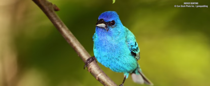 BBN 149 – When Should I Take Down My Hummingbird Feeder?