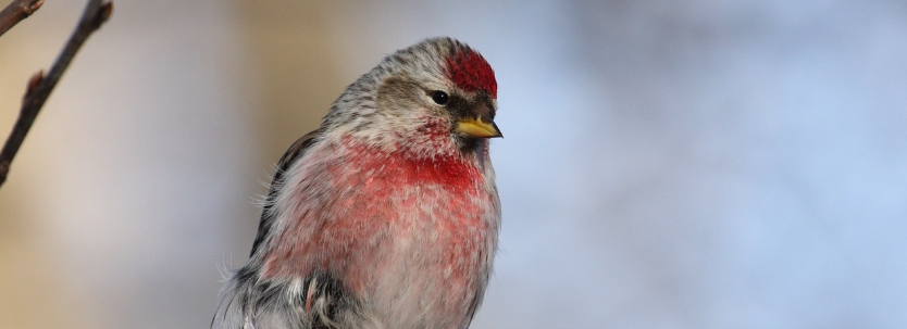 BBN 3-03 The Great Backyard Bird Count, Finch Irruption, Brome’s Commitment to the Environment