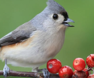 BBN 4-27 – Project FeederWatch, Christmas Bird Count, Peanut Butter for Birds, Birds Make You Happier